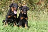 BEAUCERON - PUPPIES 167